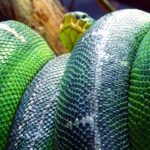 A large green snake coiled around itself