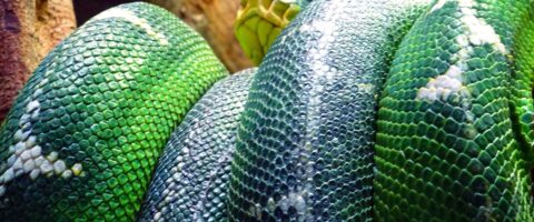 A large green snake coiled around itself