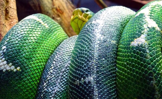 A large green snake coiled around itself