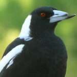 Black and white magpie with a broken beak
