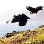 Two black birds flying over a grassy area