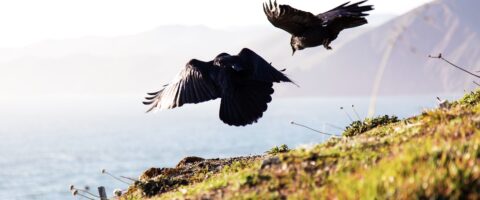 Two black birds flying over a grassy area