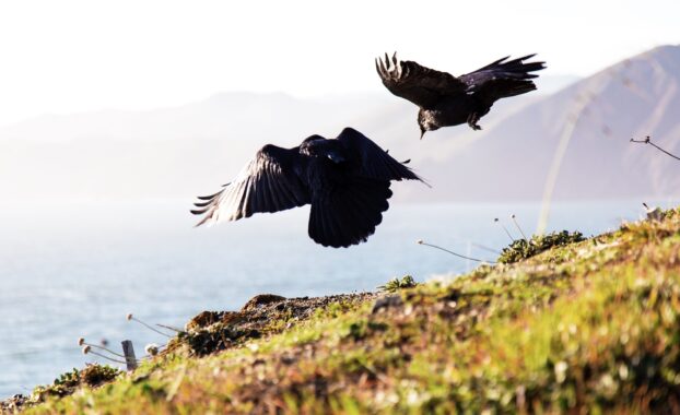 Two black birds flying over a grassy area