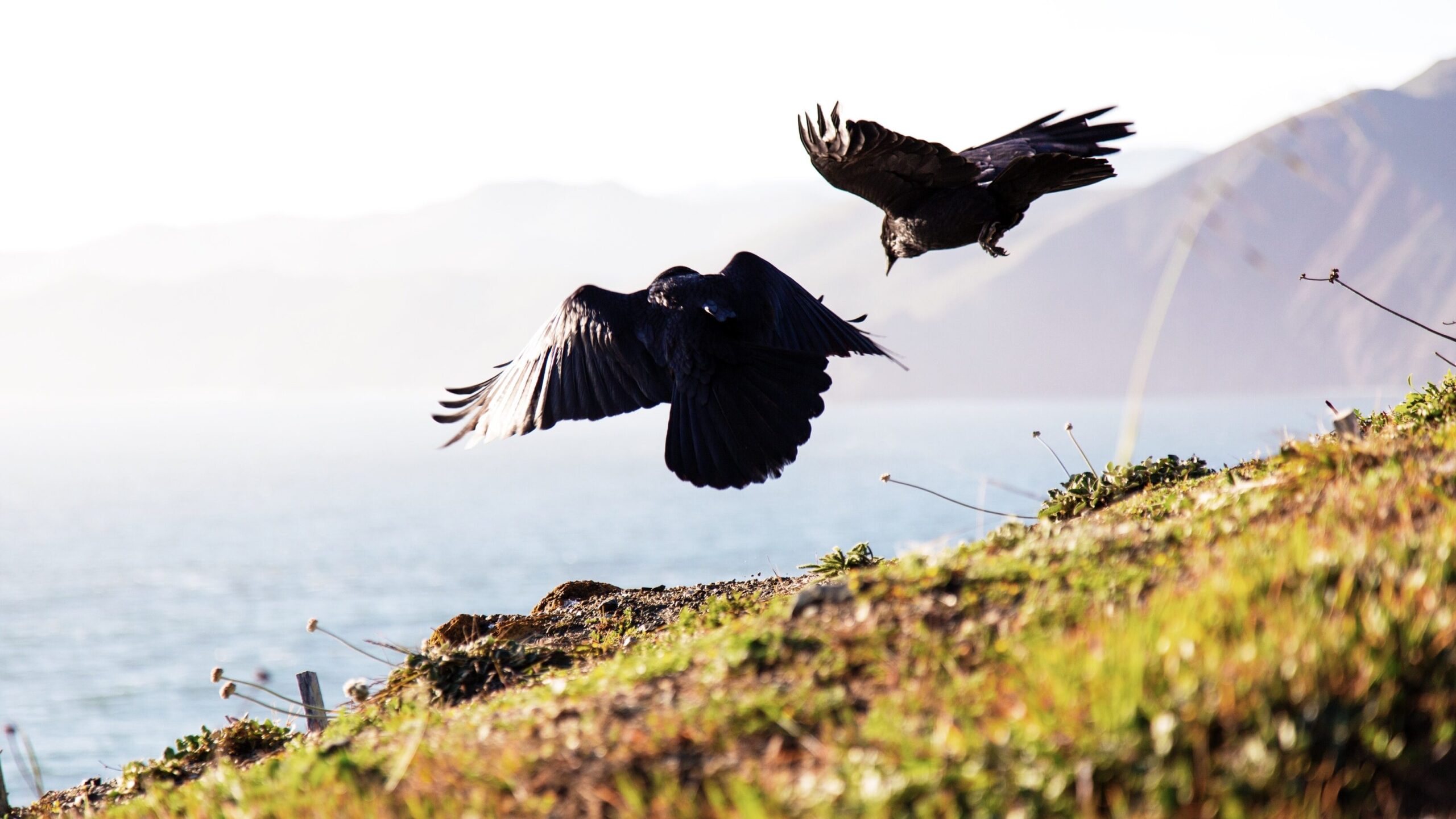 Two black birds flying over a grassy area