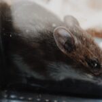 Small brown mouse