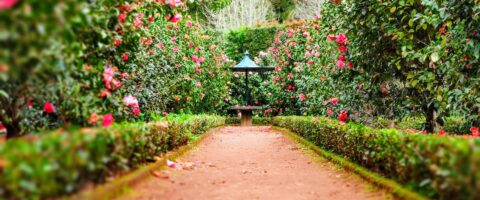 Path leading to a table in a garden of pink and red flowers