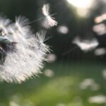 Dandelion blowing in wind